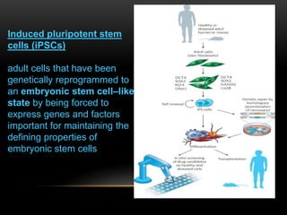 Induced pluripotent stem
cells (iPSCs)
adult cells that have been
genetically reprogrammed to
an embryonic stem cell–like
state by being forced to
express genes and factors
important for maintaining the
defining properties of
embryonic stem cells
 