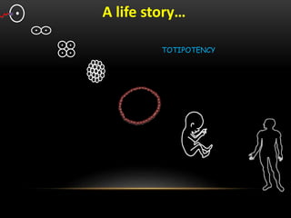 A life story…
TOTIPOTENCY
 