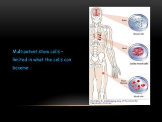 Multipotent stem cells –
limited in what the cells can
become
 