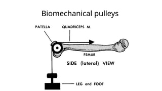 Comprehensive Overview of Basic Biomechanics and Human Movement | PPTX