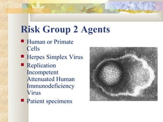 Risk Group 2 Agents
 Human or Primate
Cells
 Herpes Simplex Virus
 Replication
Incompetent
Attenuated Human
Immunodeficiency
Virus
 Patient specimens
 