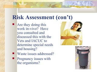 Risk Assessment (con’t)
 Are they doing this
work in-vivo? Have
you consulted and
discussed this with the
Vets and IACUC to
determine special needs
and housing?
 Waste issues addressed?
 Pregnancy issues with
the organisms?
 