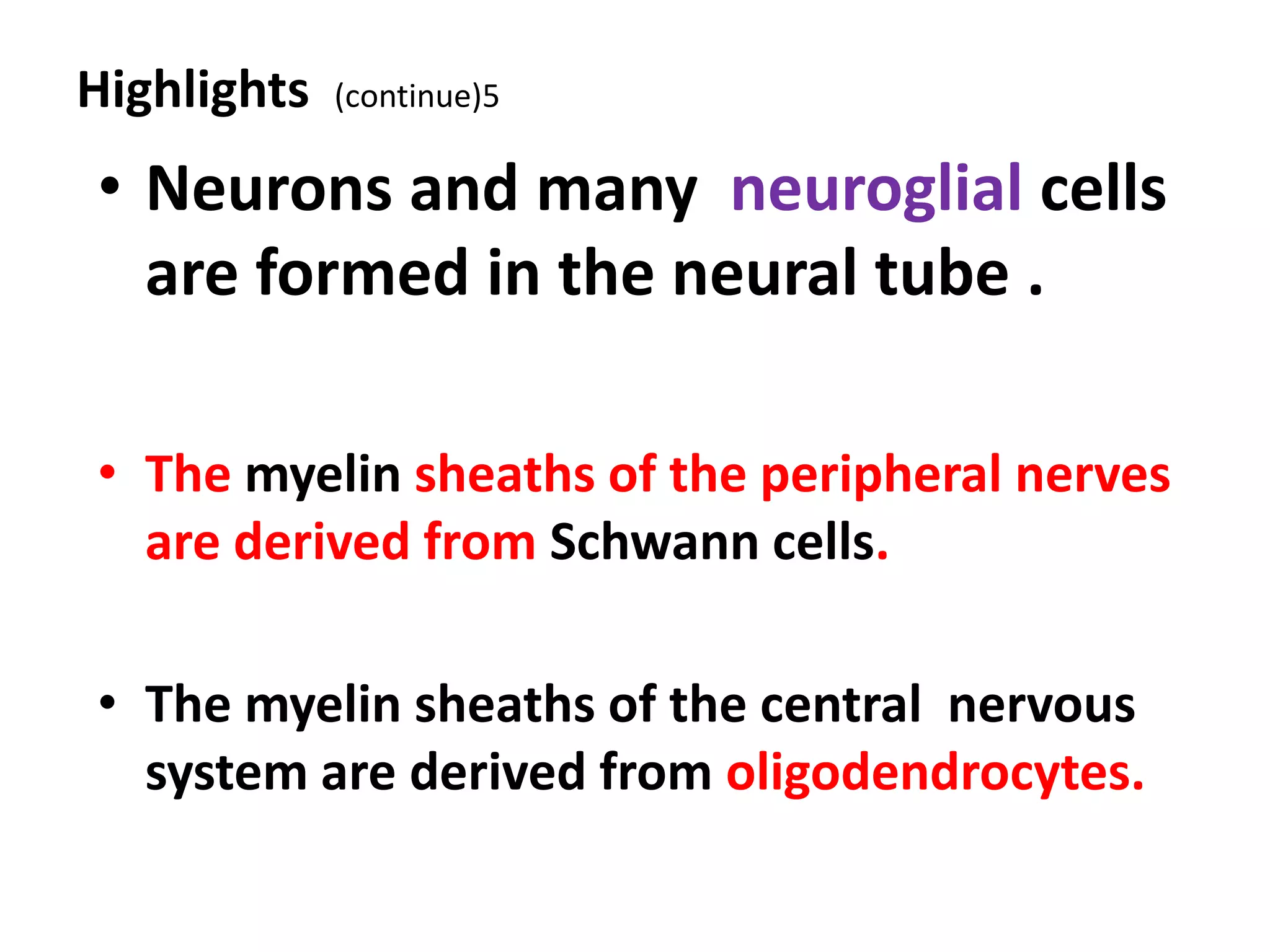 Highlights (continue)5
• Neurons and many neuroglial cells
are formed in the neural tube .
• The myelin sheaths of the peripheral nerves
are derived from Schwann cells.
• The myelin sheaths of the central nervous
system are derived from oligodendrocytes.
 