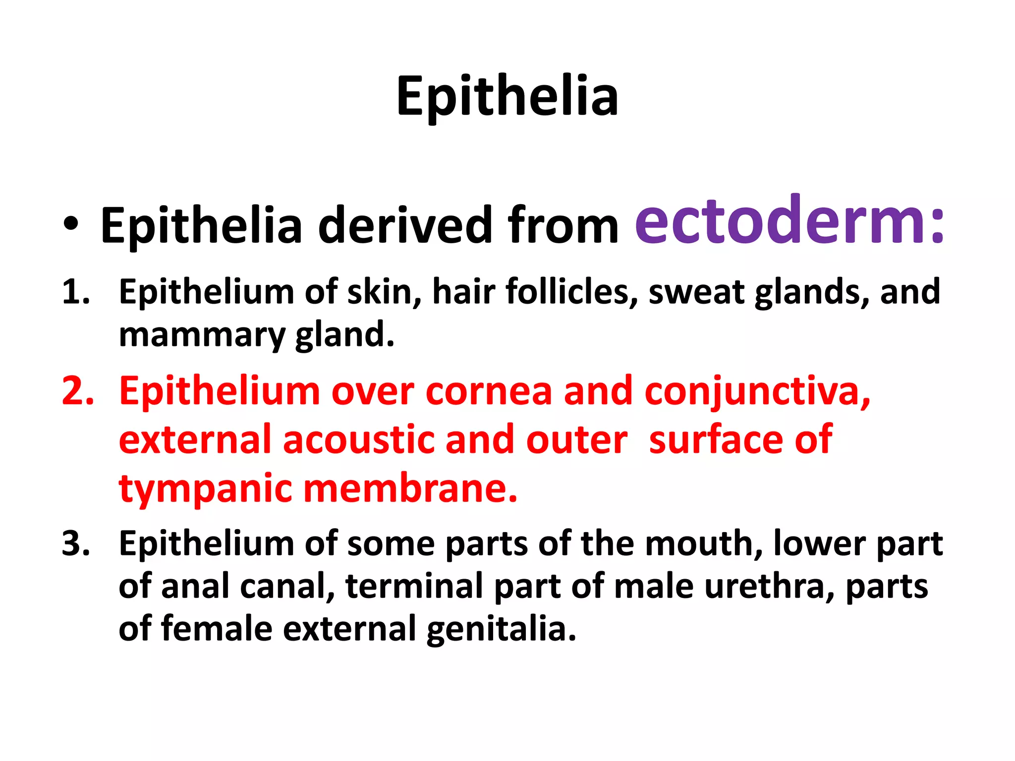 Epithelia
• Epithelia derived from ectoderm:
1. Epithelium of skin, hair follicles, sweat glands, and
mammary gland.
2. Epithelium over cornea and conjunctiva,
external acoustic and outer surface of
tympanic membrane.
3. Epithelium of some parts of the mouth, lower part
of anal canal, terminal part of male urethra, parts
of female external genitalia.
 
