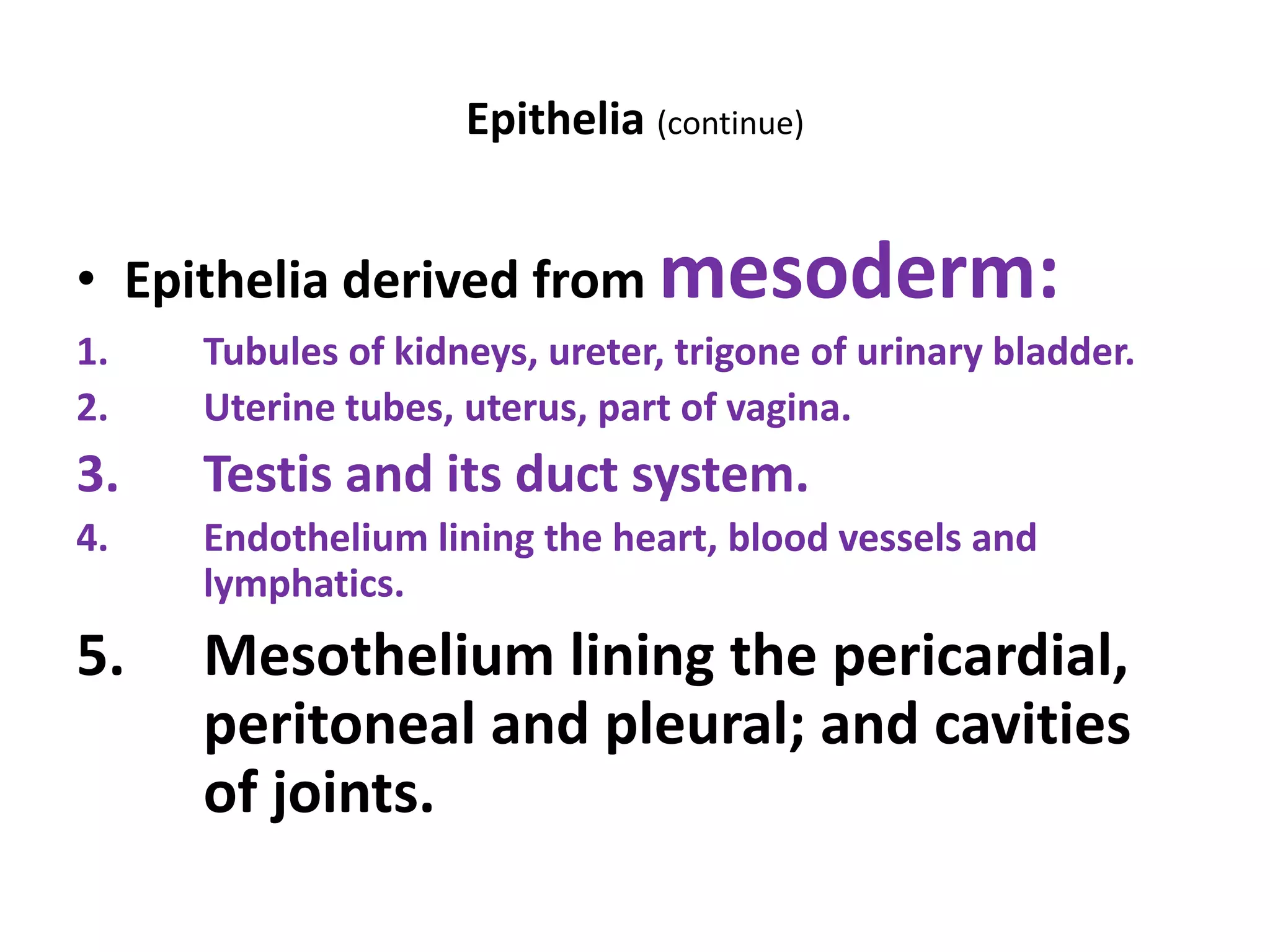 Epithelia (continue)
• Epithelia derived from mesoderm:
1. Tubules of kidneys, ureter, trigone of urinary bladder.
2. Uterine tubes, uterus, part of vagina.
3. Testis and its duct system.
4. Endothelium lining the heart, blood vessels and
lymphatics.
5. Mesothelium lining the pericardial,
peritoneal and pleural; and cavities
of joints.
 