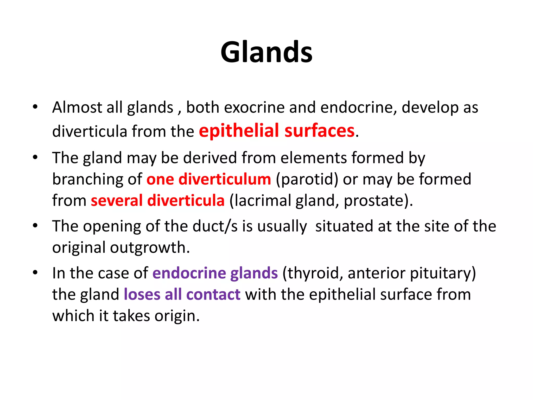 Glands
• Almost all glands , both exocrine and endocrine, develop as
diverticula from the epithelial surfaces.
• The gland may be derived from elements formed by
branching of one diverticulum (parotid) or may be formed
from several diverticula (lacrimal gland, prostate).
• The opening of the duct/s is usually situated at the site of the
original outgrowth.
• In the case of endocrine glands (thyroid, anterior pituitary)
the gland loses all contact with the epithelial surface from
which it takes origin.
 