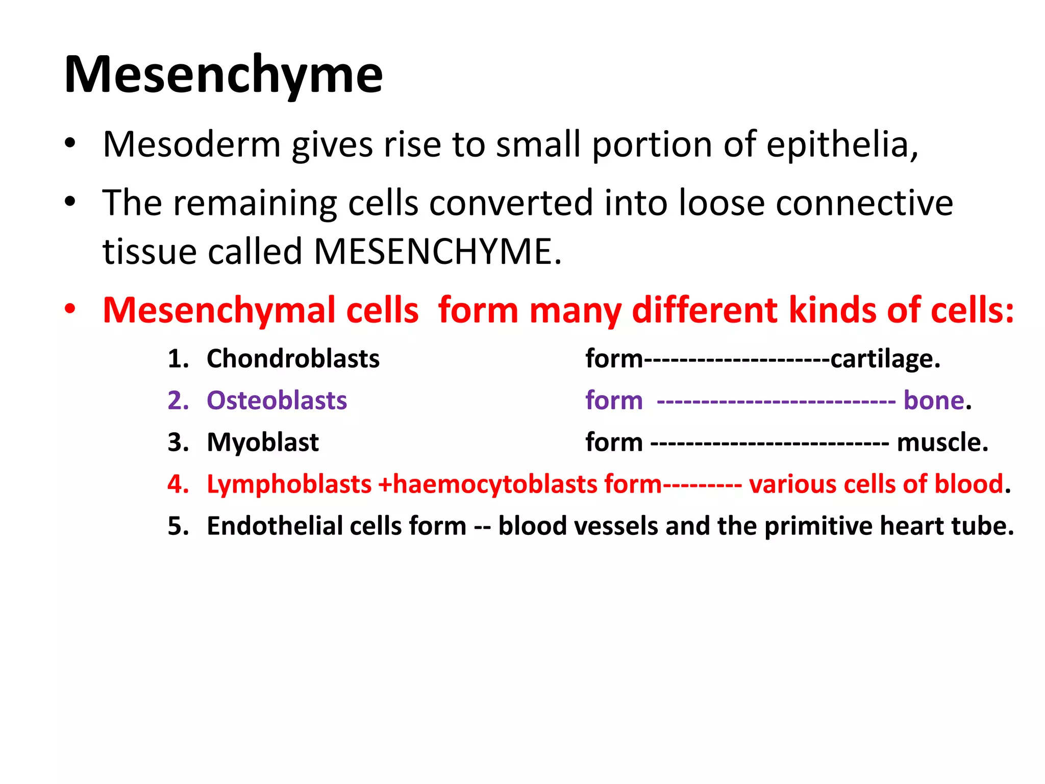Mesenchyme
• Mesoderm gives rise to small portion of epithelia,
• The remaining cells converted into loose connective
tissue called MESENCHYME.
• Mesenchymal cells form many different kinds of cells:
1. Chondroblasts form---------------------cartilage.
2. Osteoblasts form --------------------------- bone.
3. Myoblast form --------------------------- muscle.
4. Lymphoblasts +haemocytoblasts form--------- various cells of blood.
5. Endothelial cells form -- blood vessels and the primitive heart tube.
 