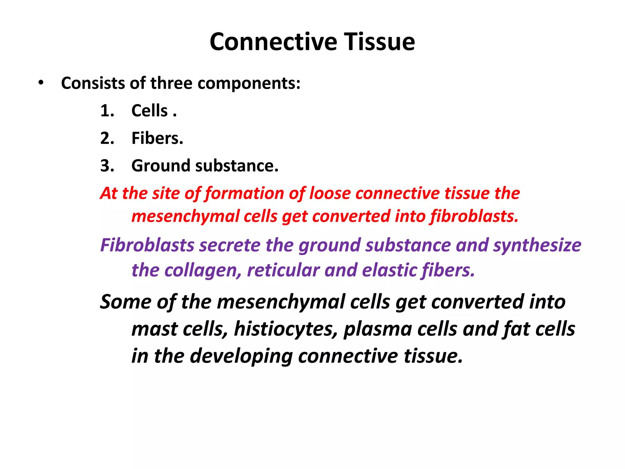 Connective Tissue
• Consists of three components:
1. Cells .
2. Fibers.
3. Ground substance.
At the site of formation of loose connective tissue the
mesenchymal cells get converted into fibroblasts.
Fibroblasts secrete the ground substance and synthesize
the collagen, reticular and elastic fibers.
Some of the mesenchymal cells get converted into
mast cells, histiocytes, plasma cells and fat cells
in the developing connective tissue.
 