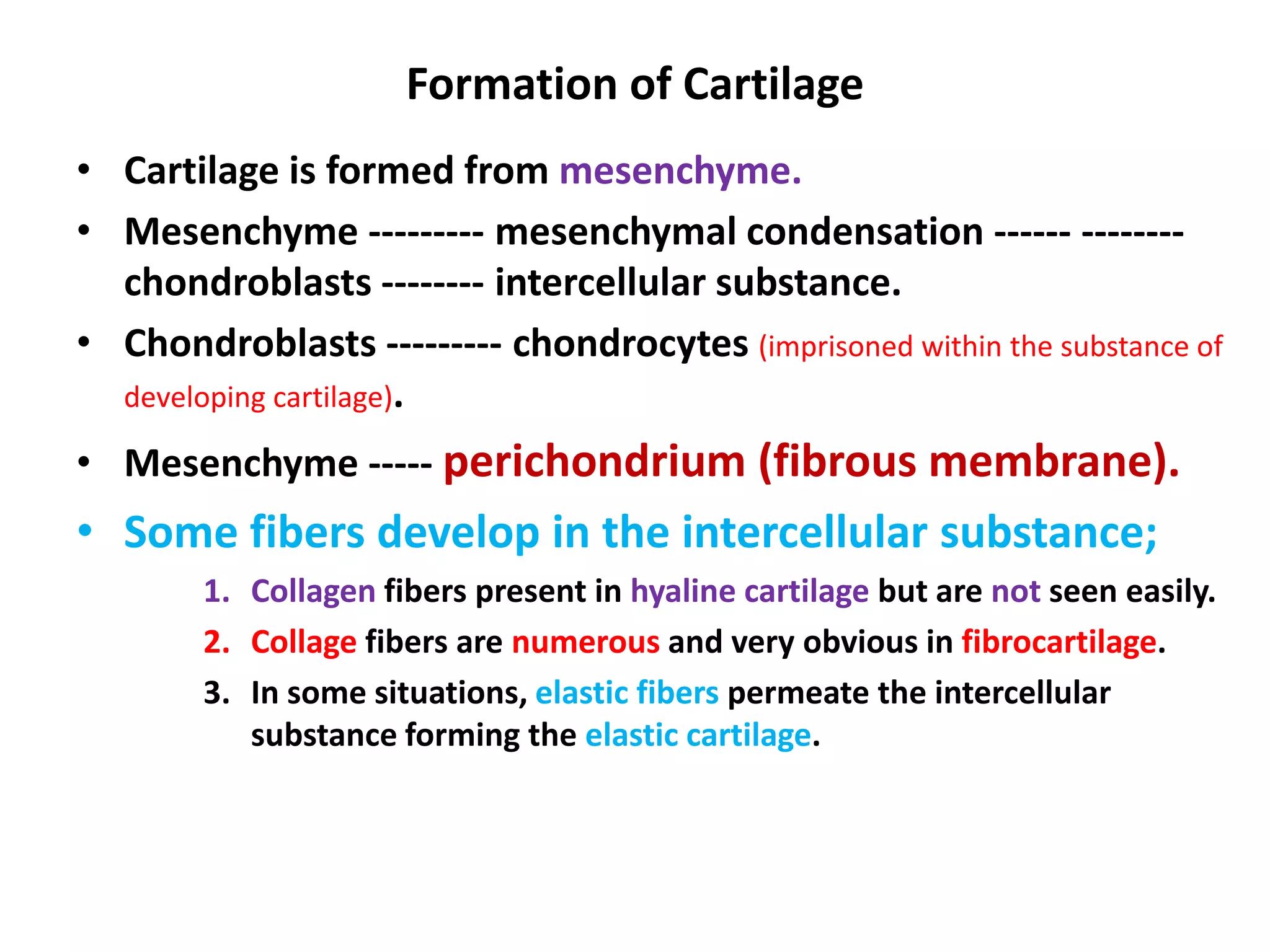 Formation of Cartilage
• Cartilage is formed from mesenchyme.
• Mesenchyme --------- mesenchymal condensation ------ --------
chondroblasts -------- intercellular substance.
• Chondroblasts --------- chondrocytes (imprisoned within the substance of
developing cartilage).
• Mesenchyme ----- perichondrium (fibrous membrane).
• Some fibers develop in the intercellular substance;
1. Collagen fibers present in hyaline cartilage but are not seen easily.
2. Collage fibers are numerous and very obvious in fibrocartilage.
3. In some situations, elastic fibers permeate the intercellular
substance forming the elastic cartilage.
 