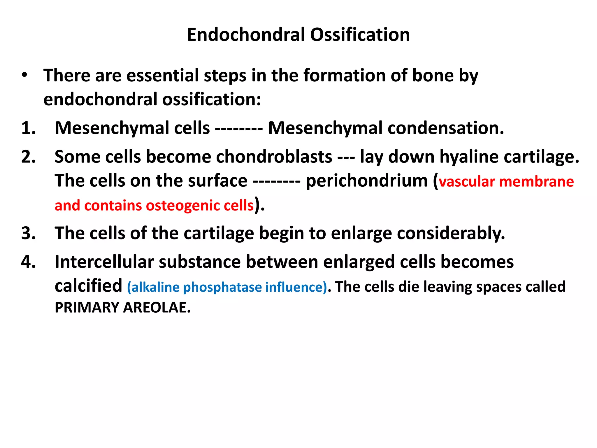 Endochondral Ossification
• There are essential steps in the formation of bone by
endochondral ossification:
1. Mesenchymal cells -------- Mesenchymal condensation.
2. Some cells become chondroblasts --- lay down hyaline cartilage.
The cells on the surface -------- perichondrium (vascular membrane
and contains osteogenic cells).
3. The cells of the cartilage begin to enlarge considerably.
4. Intercellular substance between enlarged cells becomes
calcified (alkaline phosphatase influence). The cells die leaving spaces called
PRIMARY AREOLAE.
 