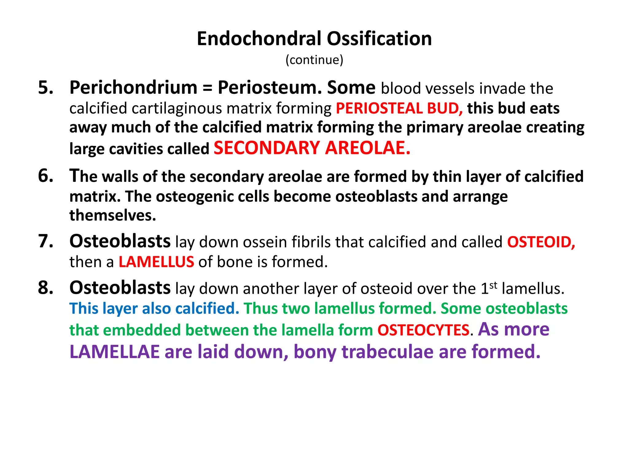 Endochondral Ossification
(continue)
5. Perichondrium = Periosteum. Some blood vessels invade the
calcified cartilaginous matrix forming PERIOSTEAL BUD, this bud eats
away much of the calcified matrix forming the primary areolae creating
large cavities called SECONDARY AREOLAE.
6. The walls of the secondary areolae are formed by thin layer of calcified
matrix. The osteogenic cells become osteoblasts and arrange
themselves.
7. Osteoblasts lay down ossein fibrils that calcified and called OSTEOID,
then a LAMELLUS of bone is formed.
8. Osteoblasts lay down another layer of osteoid over the 1st lamellus.
This layer also calcified. Thus two lamellus formed. Some osteoblasts
that embedded between the lamella form OSTEOCYTES. As more
LAMELLAE are laid down, bony trabeculae are formed.
 