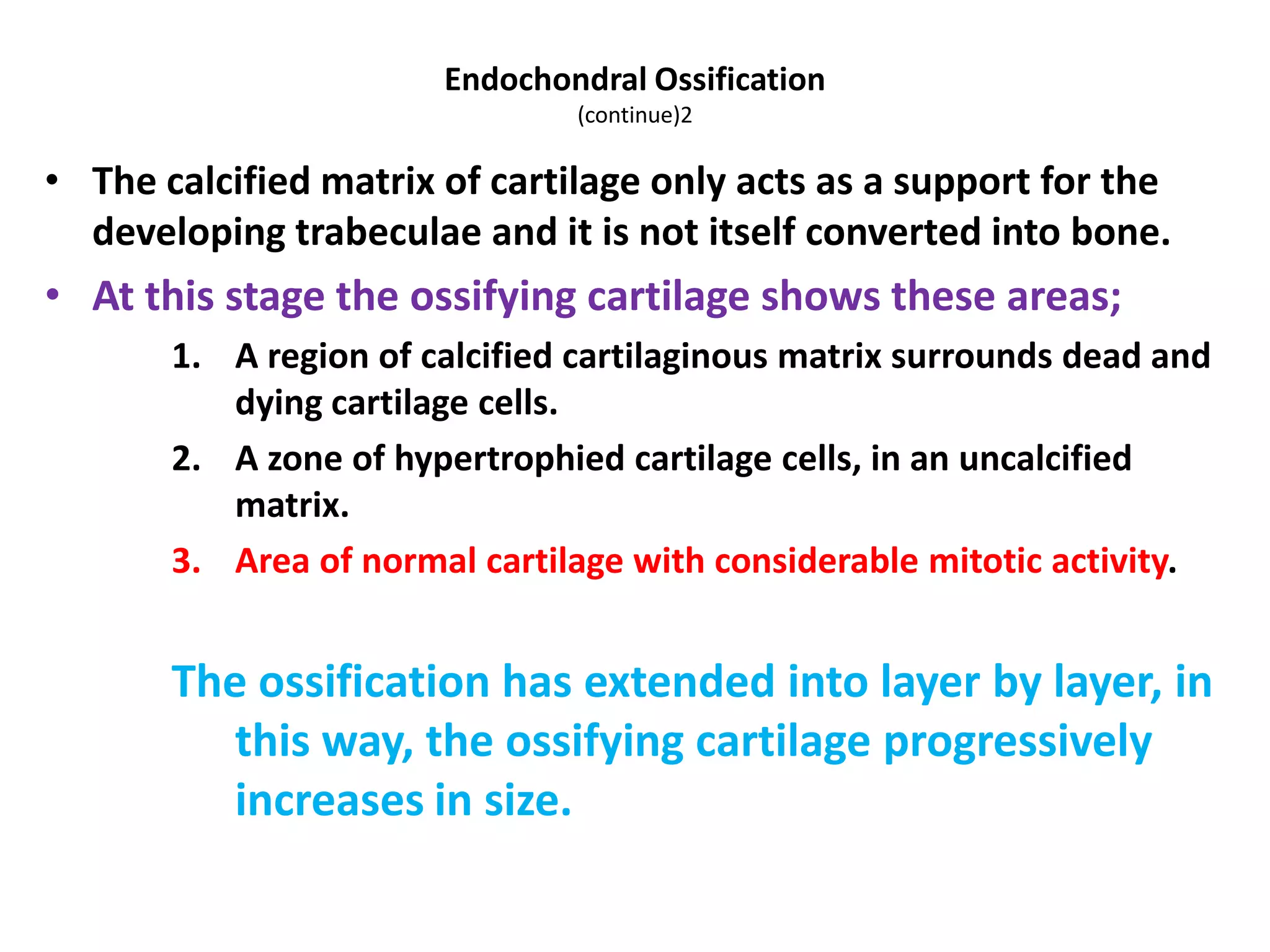 • The calcified matrix of cartilage only acts as a support for the
developing trabeculae and it is not itself converted into bone.
• At this stage the ossifying cartilage shows these areas;
1. A region of calcified cartilaginous matrix surrounds dead and
dying cartilage cells.
2. A zone of hypertrophied cartilage cells, in an uncalcified
matrix.
3. Area of normal cartilage with considerable mitotic activity.
The ossification has extended into layer by layer, in
this way, the ossifying cartilage progressively
increases in size.
Endochondral Ossification
(continue)2
 