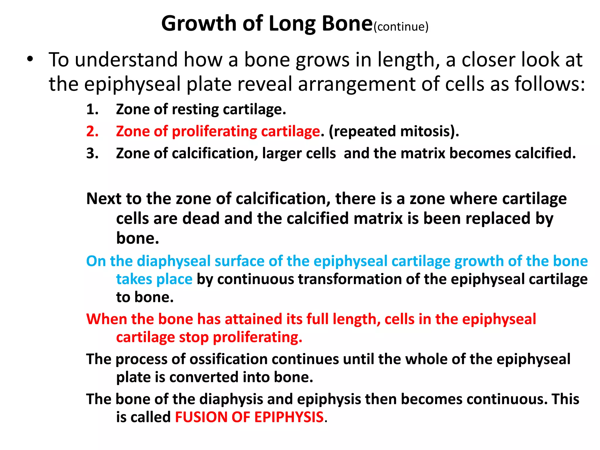 • To understand how a bone grows in length, a closer look at
the epiphyseal plate reveal arrangement of cells as follows:
1. Zone of resting cartilage.
2. Zone of proliferating cartilage. (repeated mitosis).
3. Zone of calcification, larger cells and the matrix becomes calcified.
Next to the zone of calcification, there is a zone where cartilage
cells are dead and the calcified matrix is been replaced by
bone.
On the diaphyseal surface of the epiphyseal cartilage growth of the bone
takes place by continuous transformation of the epiphyseal cartilage
to bone.
When the bone has attained its full length, cells in the epiphyseal
cartilage stop proliferating.
The process of ossification continues until the whole of the epiphyseal
plate is converted into bone.
The bone of the diaphysis and epiphysis then becomes continuous. This
is called FUSION OF EPIPHYSIS.
Growth of Long Bone(continue)
 