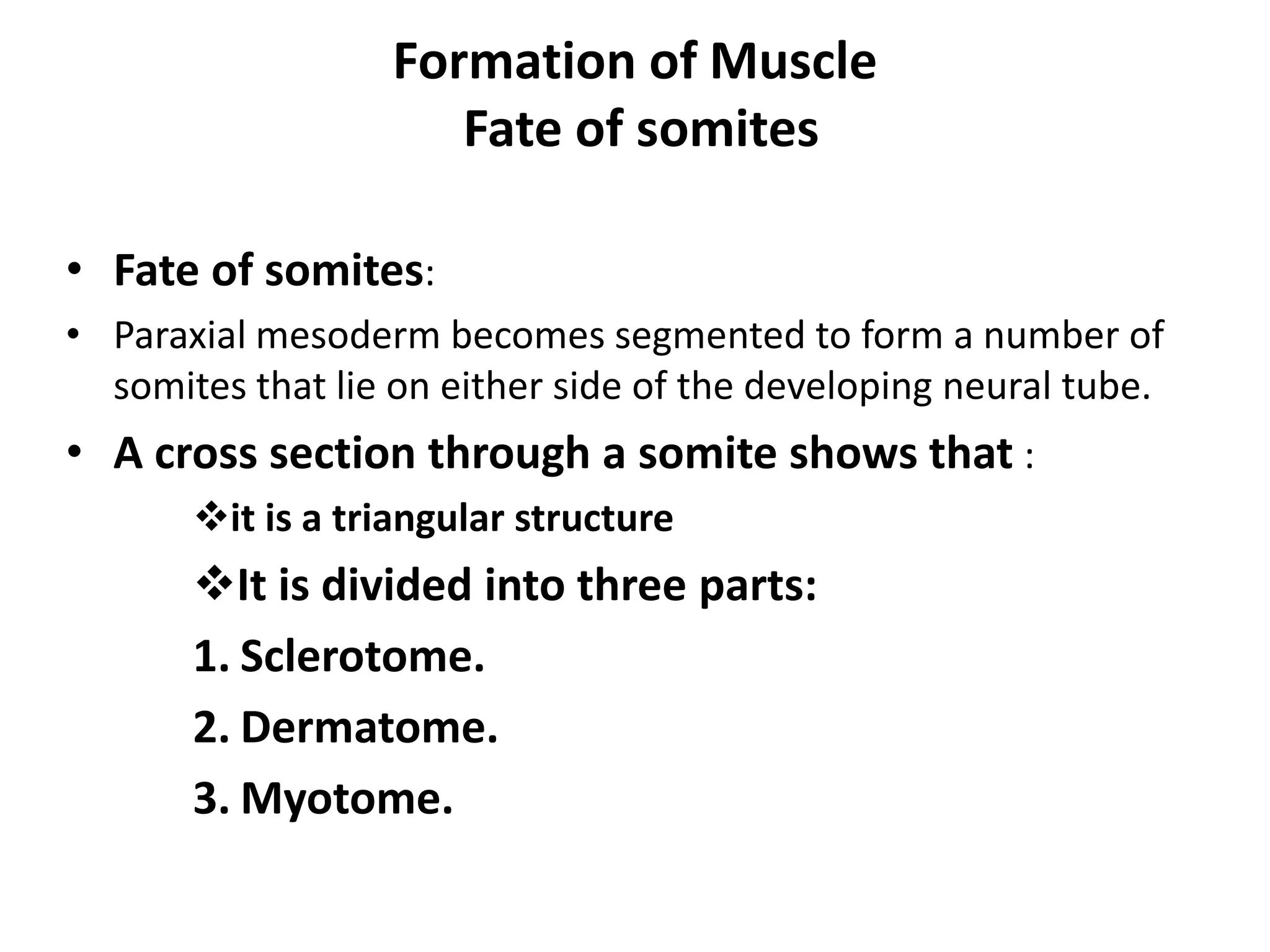 • Fate of somites:
• Paraxial mesoderm becomes segmented to form a number of
somites that lie on either side of the developing neural tube.
• A cross section through a somite shows that :
it is a triangular structure
It is divided into three parts:
1. Sclerotome.
2. Dermatome.
3. Myotome.
Formation of Muscle
Fate of somites
 