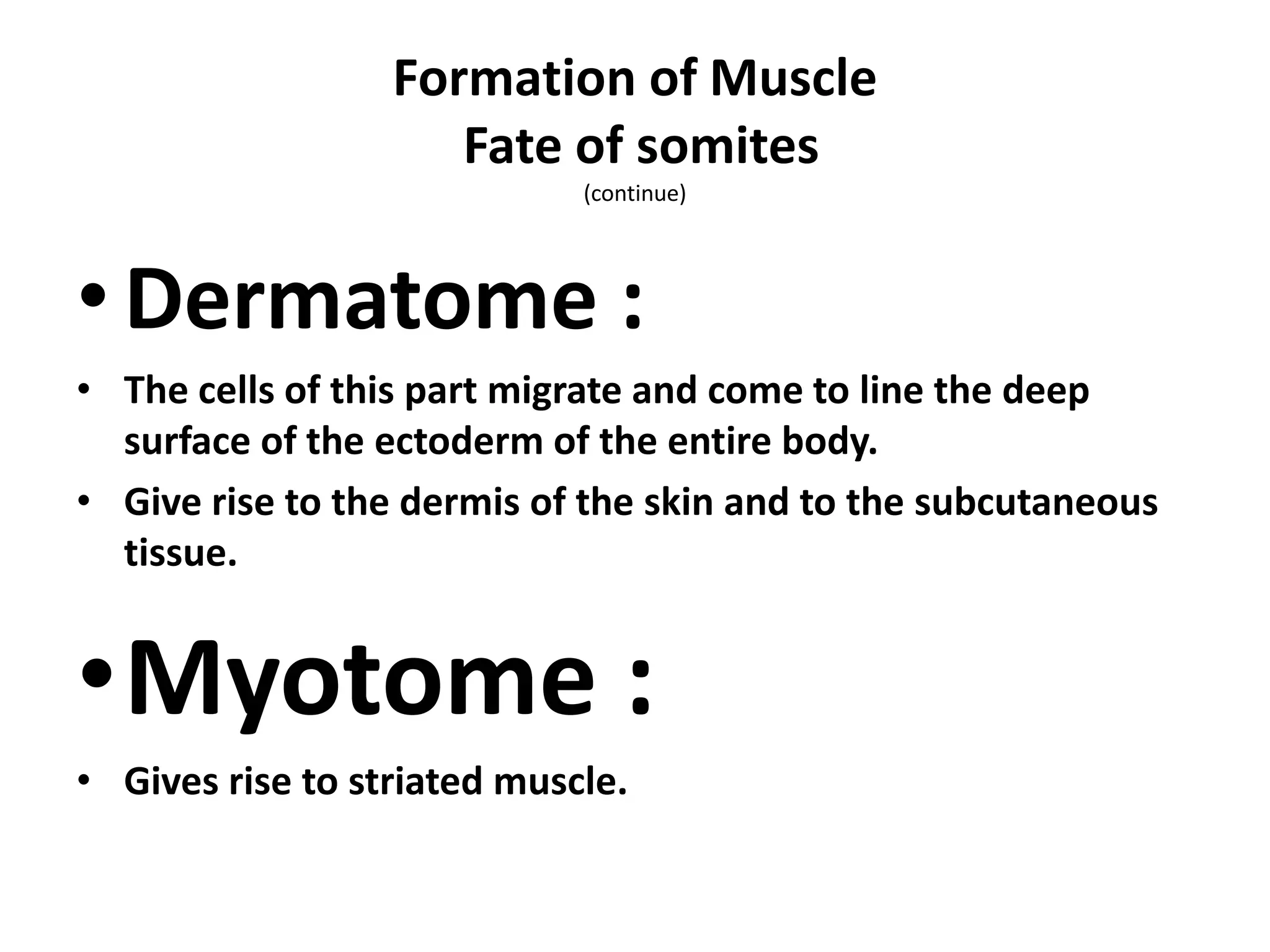 •Dermatome :
• The cells of this part migrate and come to line the deep
surface of the ectoderm of the entire body.
• Give rise to the dermis of the skin and to the subcutaneous
tissue.
•Myotome :
• Gives rise to striated muscle.
Formation of Muscle
Fate of somites
(continue)
 