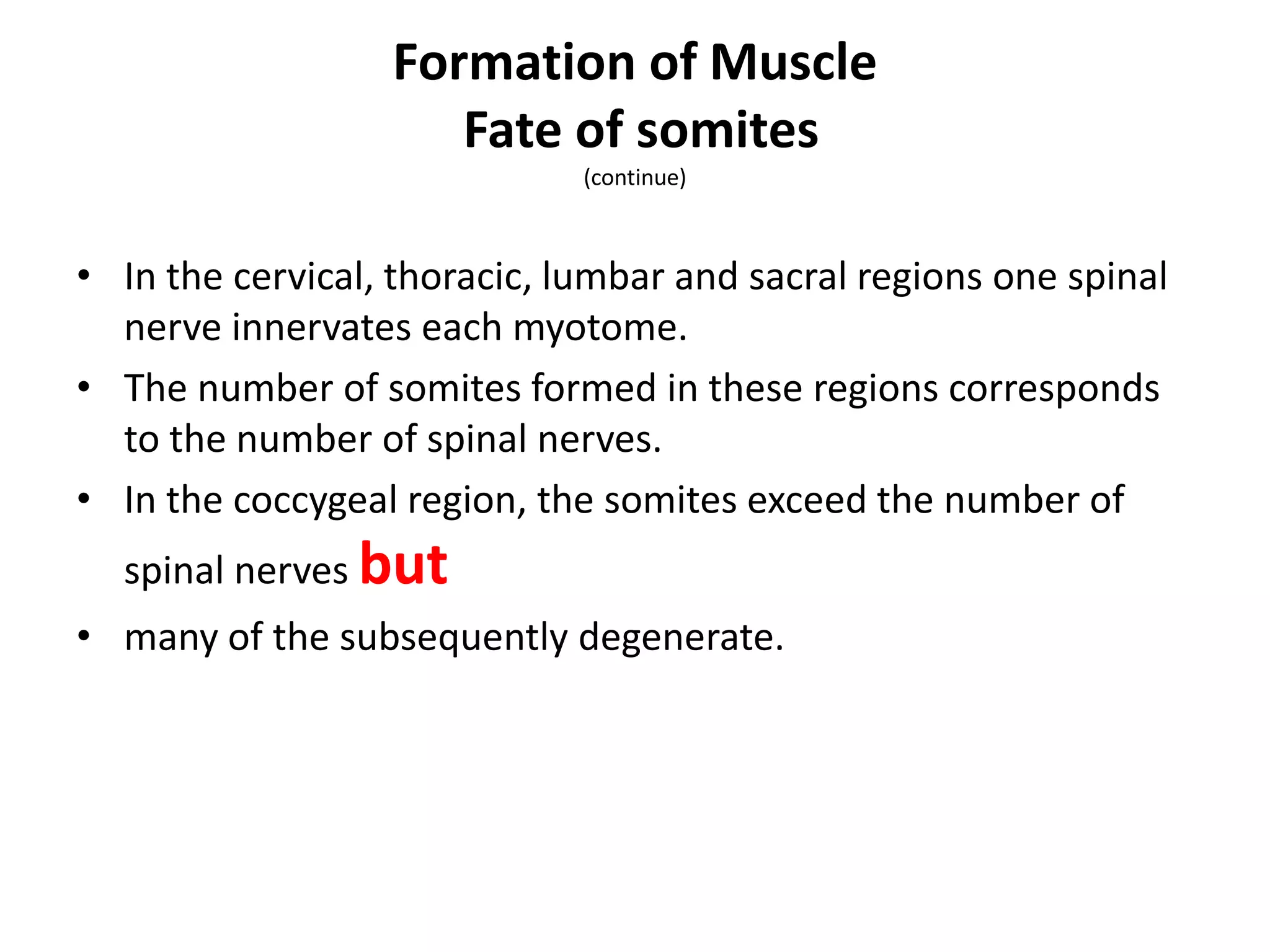 • In the cervical, thoracic, lumbar and sacral regions one spinal
nerve innervates each myotome.
• The number of somites formed in these regions corresponds
to the number of spinal nerves.
• In the coccygeal region, the somites exceed the number of
spinal nerves but
• many of the subsequently degenerate.
Formation of Muscle
Fate of somites
(continue)
 