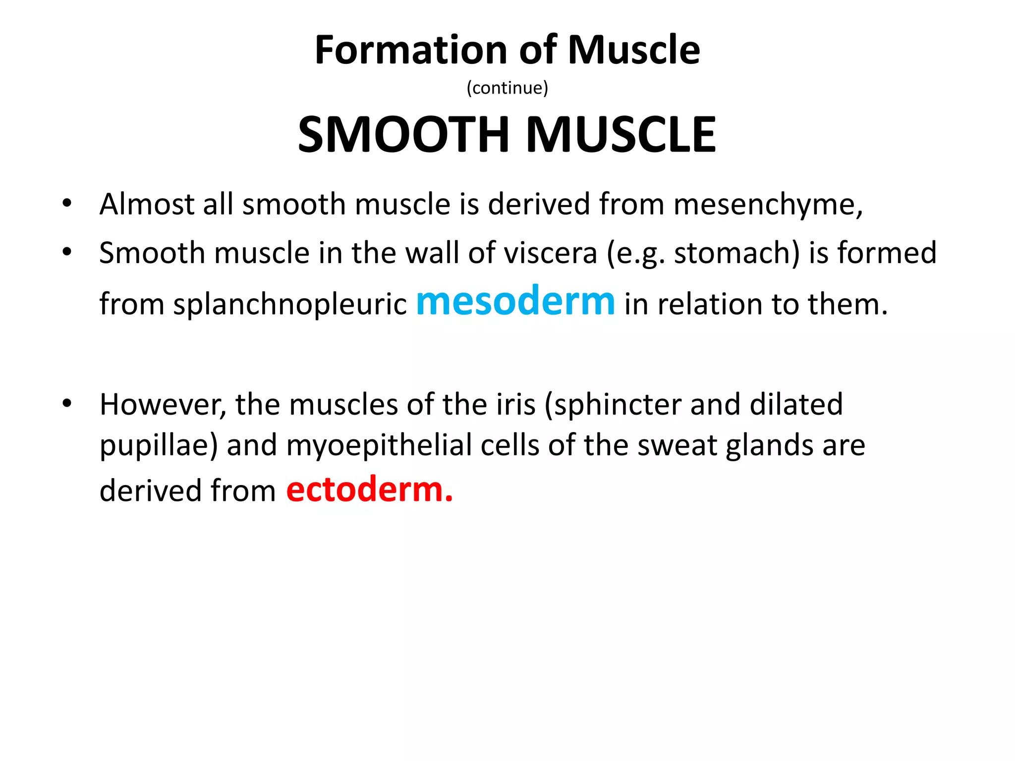 • Almost all smooth muscle is derived from mesenchyme,
• Smooth muscle in the wall of viscera (e.g. stomach) is formed
from splanchnopleuric mesoderm in relation to them.
• However, the muscles of the iris (sphincter and dilated
pupillae) and myoepithelial cells of the sweat glands are
derived from ectoderm.
Formation of Muscle
(continue)
SMOOTH MUSCLE
 
