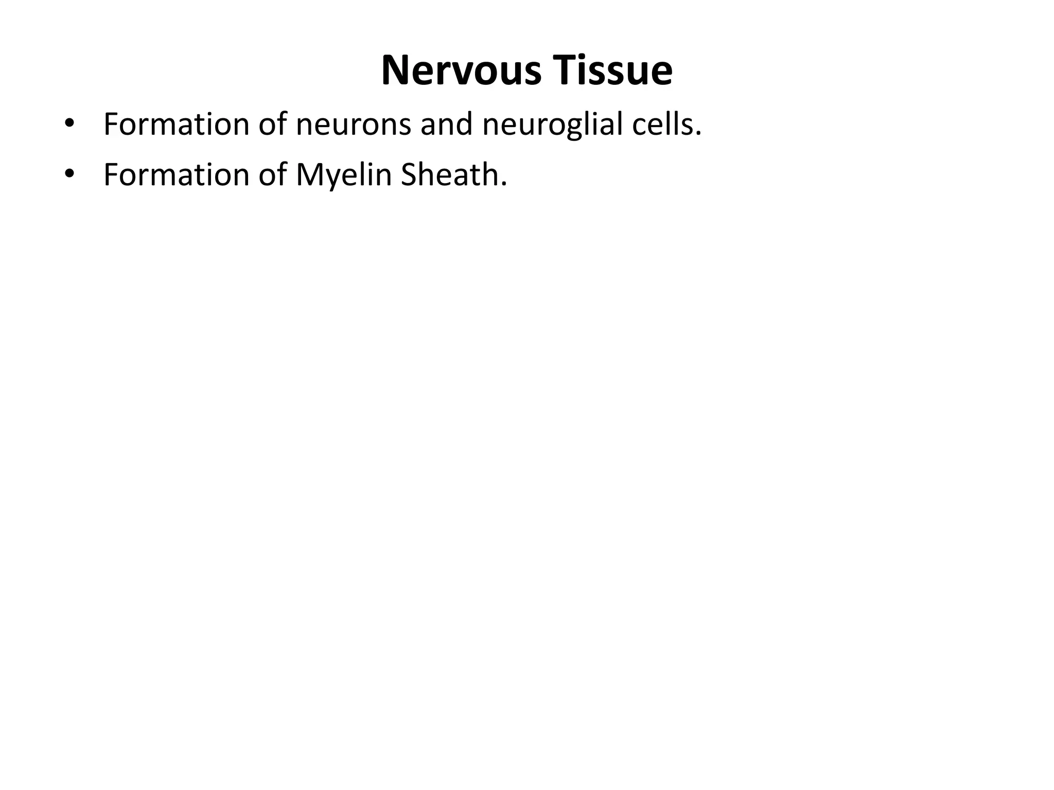 Nervous Tissue
• Formation of neurons and neuroglial cells.
• Formation of Myelin Sheath.
 
