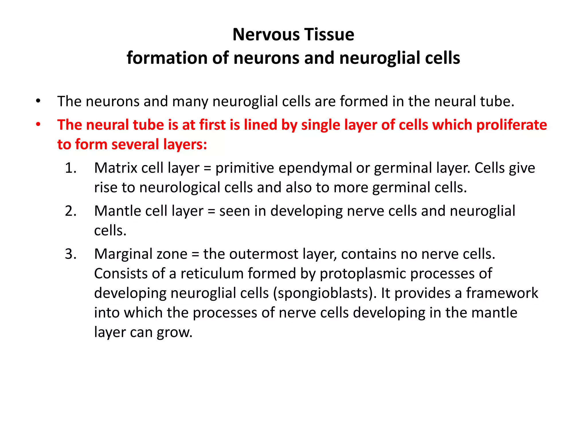 • The neurons and many neuroglial cells are formed in the neural tube.
• The neural tube is at first is lined by single layer of cells which proliferate
to form several layers:
1. Matrix cell layer = primitive ependymal or germinal layer. Cells give
rise to neurological cells and also to more germinal cells.
2. Mantle cell layer = seen in developing nerve cells and neuroglial
cells.
3. Marginal zone = the outermost layer, contains no nerve cells.
Consists of a reticulum formed by protoplasmic processes of
developing neuroglial cells (spongioblasts). It provides a framework
into which the processes of nerve cells developing in the mantle
layer can grow.
Nervous Tissue
formation of neurons and neuroglial cells
 