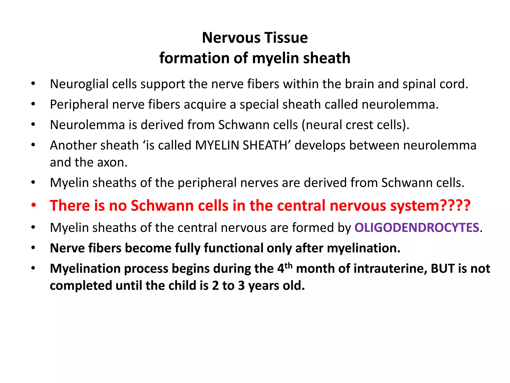 • Neuroglial cells support the nerve fibers within the brain and spinal cord.
• Peripheral nerve fibers acquire a special sheath called neurolemma.
• Neurolemma is derived from Schwann cells (neural crest cells).
• Another sheath ‘is called MYELIN SHEATH’ develops between neurolemma
and the axon.
• Myelin sheaths of the peripheral nerves are derived from Schwann cells.
• There is no Schwann cells in the central nervous system????
• Myelin sheaths of the central nervous are formed by OLIGODENDROCYTES.
• Nerve fibers become fully functional only after myelination.
• Myelination process begins during the 4th month of intrauterine, BUT is not
completed until the child is 2 to 3 years old.
Nervous Tissue
formation of myelin sheath
 