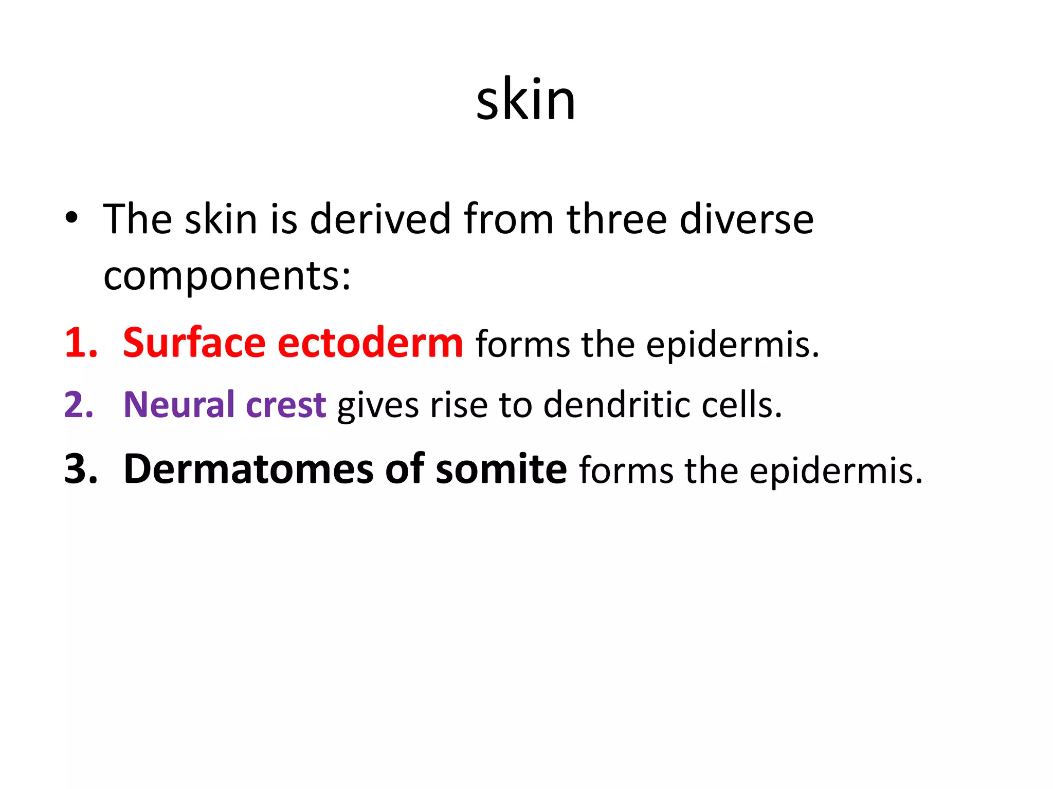 skin
• The skin is derived from three diverse
components:
1. Surface ectoderm forms the epidermis.
2. Neural crest gives rise to dendritic cells.
3. Dermatomes of somite forms the epidermis.
 