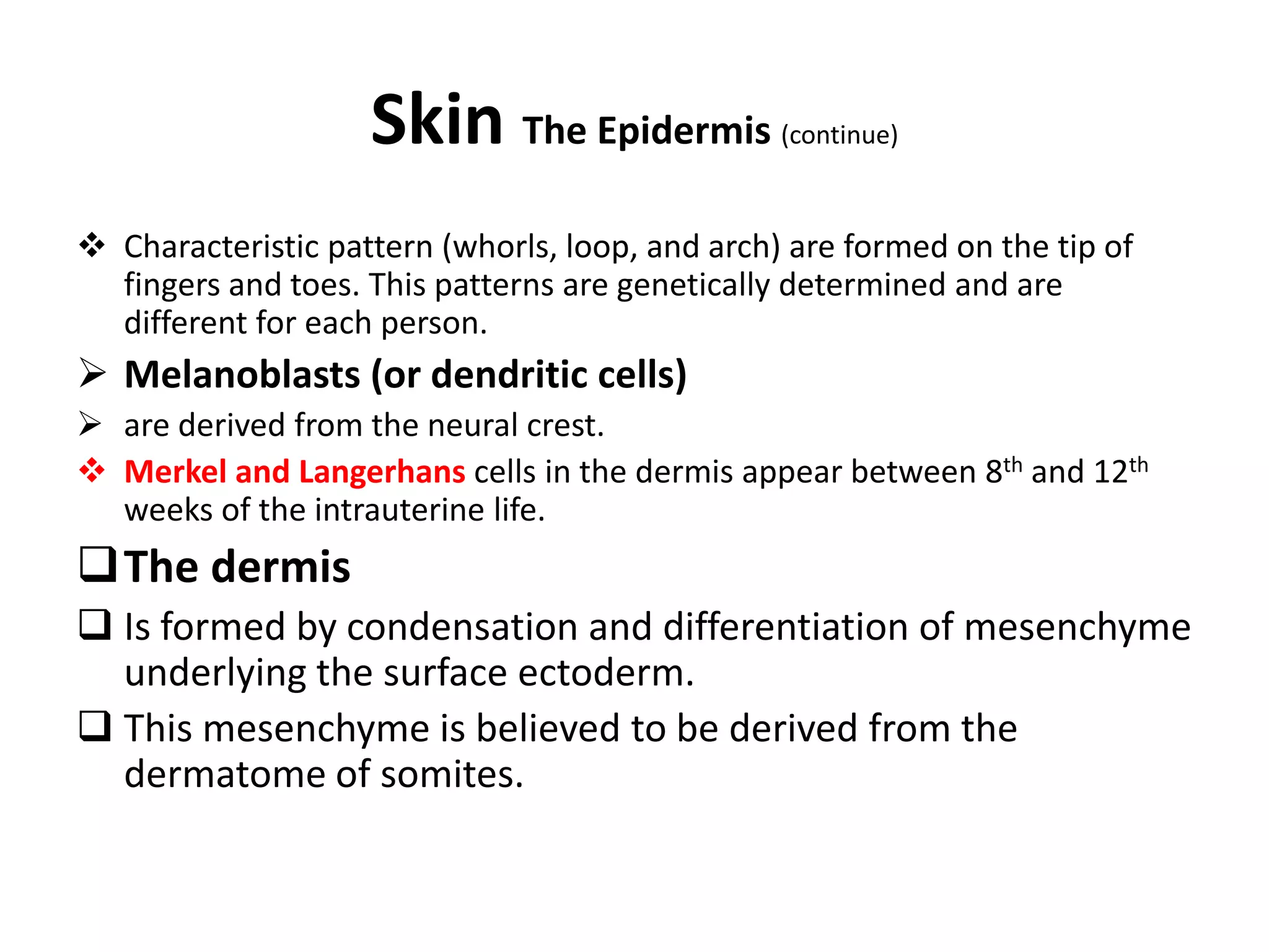  Characteristic pattern (whorls, loop, and arch) are formed on the tip of
fingers and toes. This patterns are genetically determined and are
different for each person.
 Melanoblasts (or dendritic cells)
 are derived from the neural crest.
 Merkel and Langerhans cells in the dermis appear between 8th and 12th
weeks of the intrauterine life.
The dermis
 Is formed by condensation and differentiation of mesenchyme
underlying the surface ectoderm.
 This mesenchyme is believed to be derived from the
dermatome of somites.
Skin The Epidermis (continue)
 