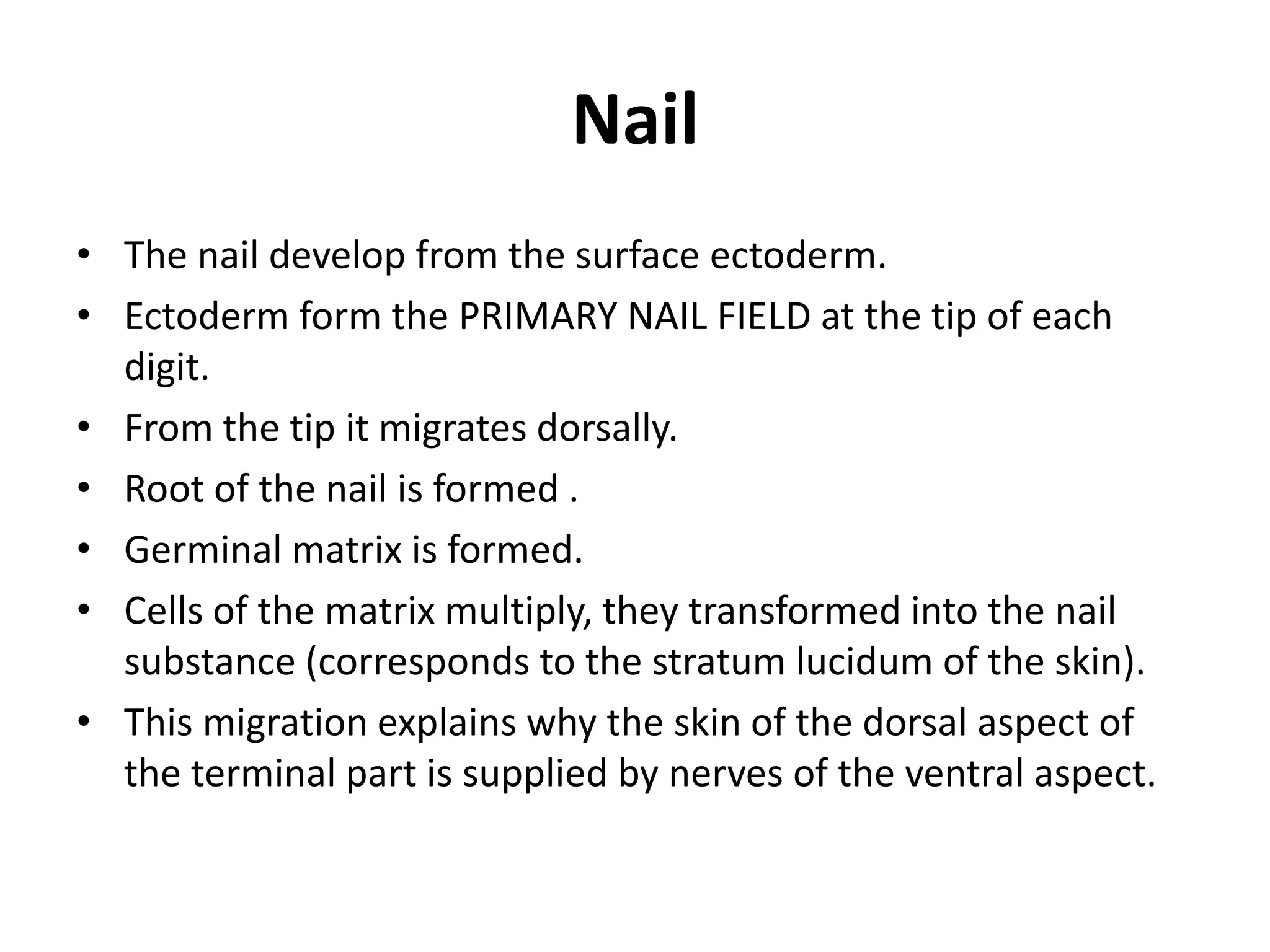 Nail
• The nail develop from the surface ectoderm.
• Ectoderm form the PRIMARY NAIL FIELD at the tip of each
digit.
• From the tip it migrates dorsally.
• Root of the nail is formed .
• Germinal matrix is formed.
• Cells of the matrix multiply, they transformed into the nail
substance (corresponds to the stratum lucidum of the skin).
• This migration explains why the skin of the dorsal aspect of
the terminal part is supplied by nerves of the ventral aspect.
 