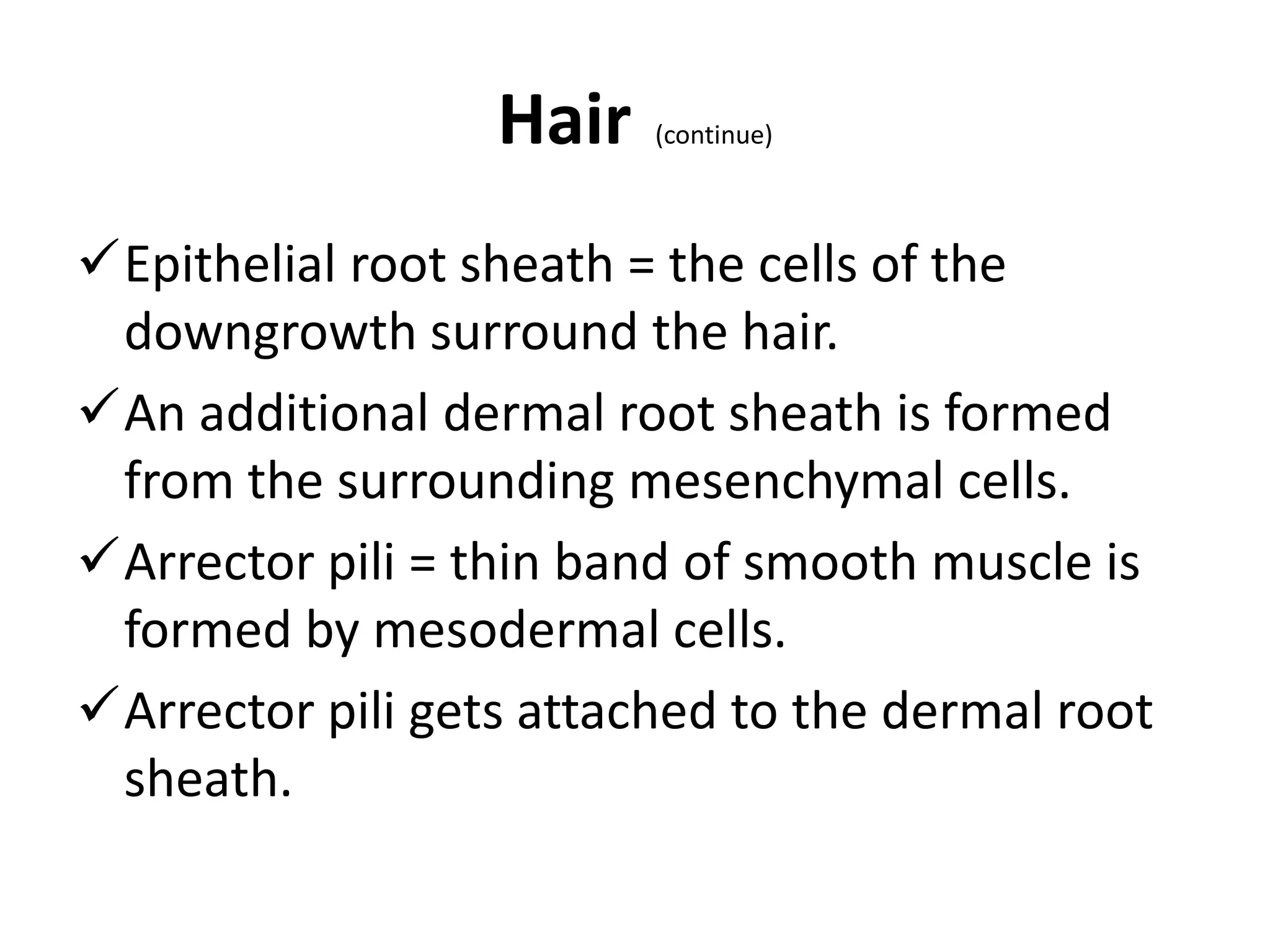 Epithelial root sheath = the cells of the
downgrowth surround the hair.
An additional dermal root sheath is formed
from the surrounding mesenchymal cells.
Arrector pili = thin band of smooth muscle is
formed by mesodermal cells.
Arrector pili gets attached to the dermal root
sheath.
Hair (continue)
 