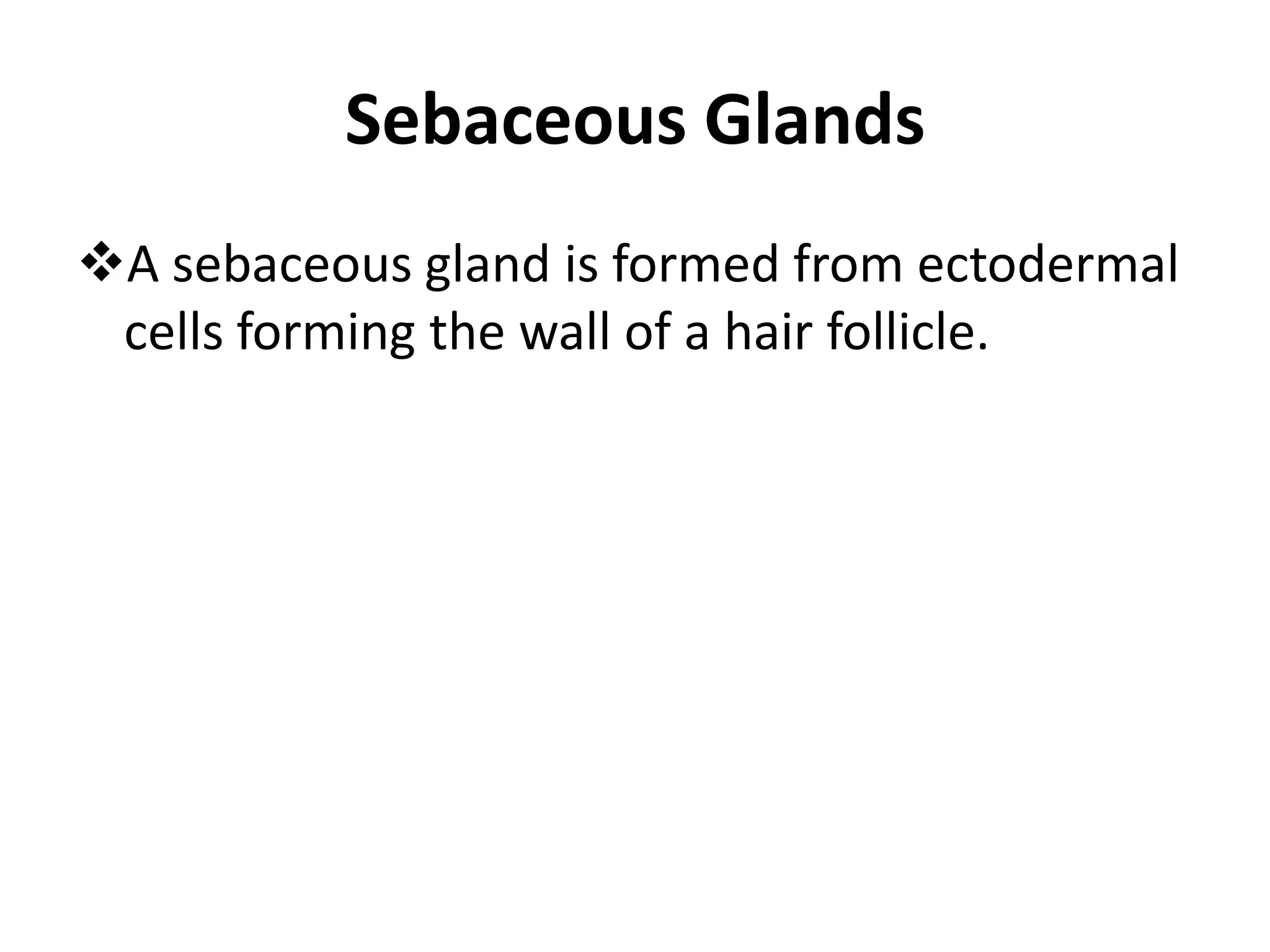 Sebaceous Glands
A sebaceous gland is formed from ectodermal
cells forming the wall of a hair follicle.
 
