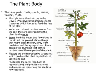 The Plant Body
• The basic parts: roots, shoots, leaves,
flowers, fruits.
– Most photosynthesis occurs in the
leaves. Phot...