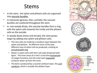Stems
• In the stem, the xylem and phloem cells are organized
into vascular bundles.
• In monocots (grasses, lilies, orchi...