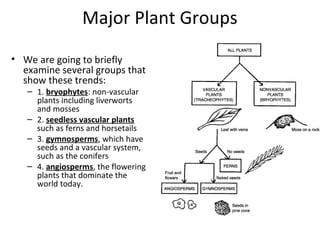 Major Plant Groups
• We are going to briefly
examine several groups that
show these trends:
– 1. bryophytes: non-vascular
...