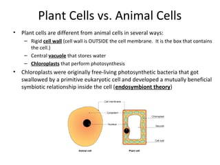 Plant Cells vs. Animal Cells
• Plant cells are different from animal cells in several ways:
– Rigid cell wall (cell wall i...