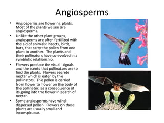 Angiosperm Life Cycle
• Most of the angiosperm’s life is the
diploid sporophyte stage.
• The male gametophyte is the polle...