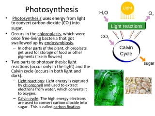 Photosynthesis
• Photosynthesis uses energy from light
to convert carbon dioxide (CO2) into
sugar.
• Occurs in the chlorop...