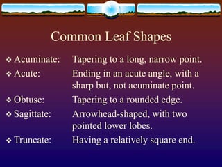 Basic_Botany.ppt