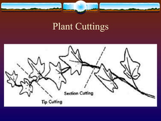 Plant Cuttings
 