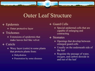 Outer Leaf Structure
 Epidermis
 Outer protective layer
 Trichomes
 Extensions of epidermis that
make leaves feel like...