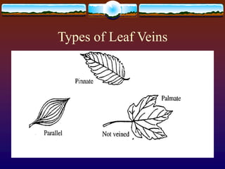 Types of Leaf Veins
 