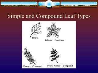 Simple and Compound Leaf Types
 