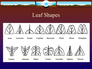 Leaf Shapes
 