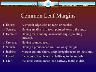 Common Leaf Margins
 Entire: A smooth edge with no teeth or notches.
 Serrate: Having small, sharp teeth pointed toward ...