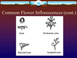 Common Flower Inflorescences (cont.)
 