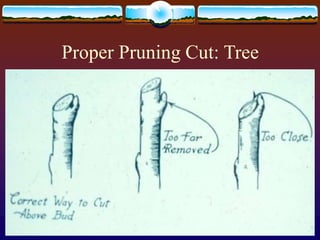 Proper Pruning Cut: Tree
 