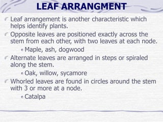 Basic_Botany_and_Plant_ Pathology_(script).ppt