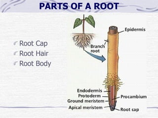 Basic_Botany_and_Plant_ Pathology_(script).ppt