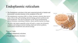 Endoplasmic reticulum
• The Endoplasmic reticulum is the inter connected network of tubular and
microsomal vesicular structure in the cytoplasm of the cell
• The endoplasmic reticulum (ER) is a large, dynamic structure that serves
many roles in the cell including calcium storage, protein synthesis and
lipid metabolism. The diverse functions of the ER are performed by
distinct domains; consisting of tubules, sheets and the nuclear envelope.
• The ER is the largest organelle in the cell and is a major site of protein
synthesis and transport, protein folding, lipid and steroid synthesis,
carbohydrate metabolism and calcium storage
They are 2 types
1. Smooth endoplasmic reticulum
2. Rough endoplasmic reticulum –
 