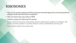 RIBOSOMES
• They are tiny granule composed of RNA and protein found throughout the cell and responsible for
making enzymes and other protein components
• They are found on the outer surface of RER
• And they contains 65% RNA and 35% protein
• Produce proteins from amino acids during a process called protein synthesis or translation. The
process of protein synthesis is a primary function, which is performed by all living cells
• They synthesis protein from amino acids
 