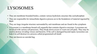 LYSOSOMES
• They are membrane bounded bodies, contain various hydrolytic enzymes like acid phosphate
• They are responsible for intracellular digestive process an in the breakdown of material ingested by
them
• They are large irregular structure surrounded by unit membrane and are found in the cytoplasm
• A lysosome is a membrane-bound cell organelle that contains digestive enzymes. Lysosomes are
involved with various cell processes. They break down excess or worn-out cell parts. They may be
used to destroy invading viruses and bacteria. If the cell is damaged beyond repair, lysosomes can
help it to self-destruct in a process called programmed cell death
• They are known as suicidal bag
 