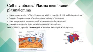 Cell membrane/ Plasma membrane/
plasmalemma
• It is the protective sheet of the cell membrane which is very thin, flexible and living membrane
• Possesses fine pores consist of semi permeable made up of lipoproteins
• It is a semipermeable membrane which helps to maintain shape of the cell
• It is made up of protein, lipids and a little amount of carbohydrates
COMPOSITION – protein, Phospholipids, Cholesterol, Other lipids, Carbohydrates
 